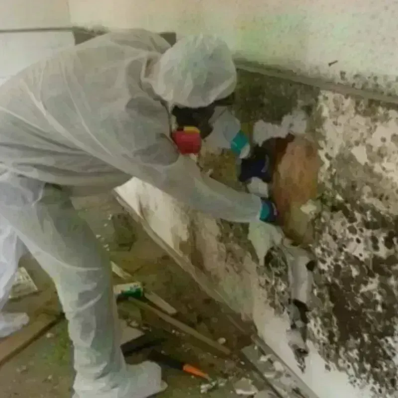 Mold Remediation and Removal in Luling, TX